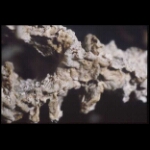 Cryolite Catherdral detail 4x8 in.jpg